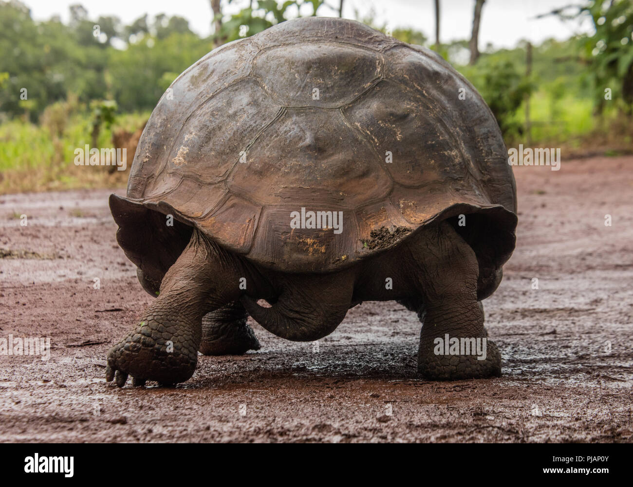 Galapagos Giant Tortoise. Domed. Rancho Primicias Tortoise Preserve, Isla Santa Cruz, Galapagos, Ecuador. Stock Photo