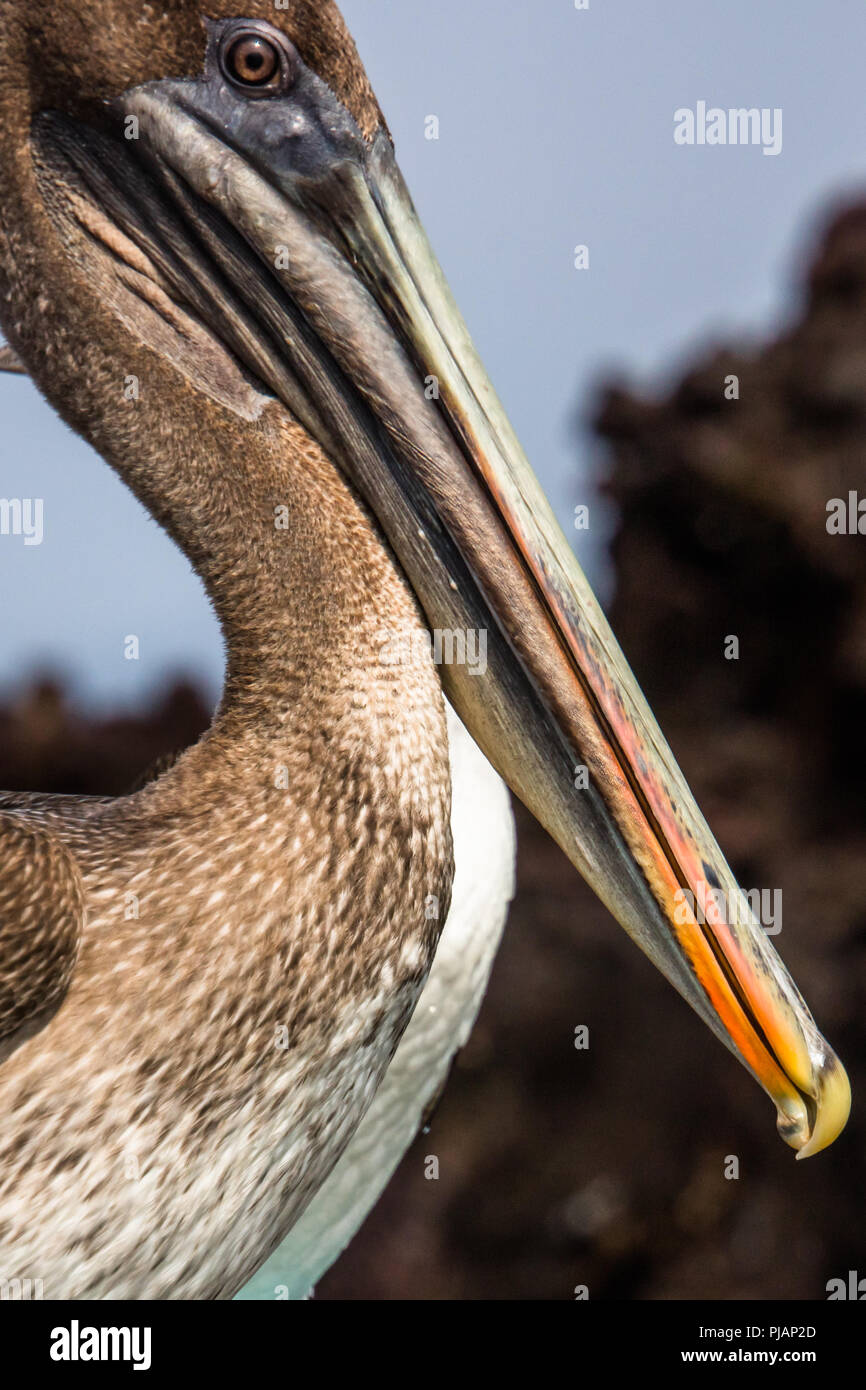 Brown Pelican. Elizabeth Bay. Isla Isabela, Galapagos, Ecuador. Stock Photo