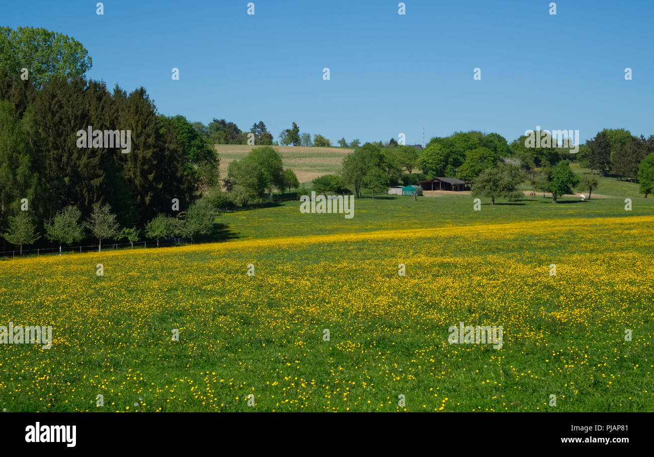 Blumenwiese am Ehrbachklamm - Landscape Stock Photo