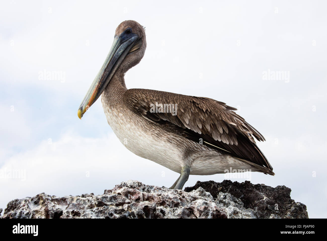 Brown Pelican. Elizabeth Bay. Isla Isabela, Galapagos, Ecuador. Stock Photo