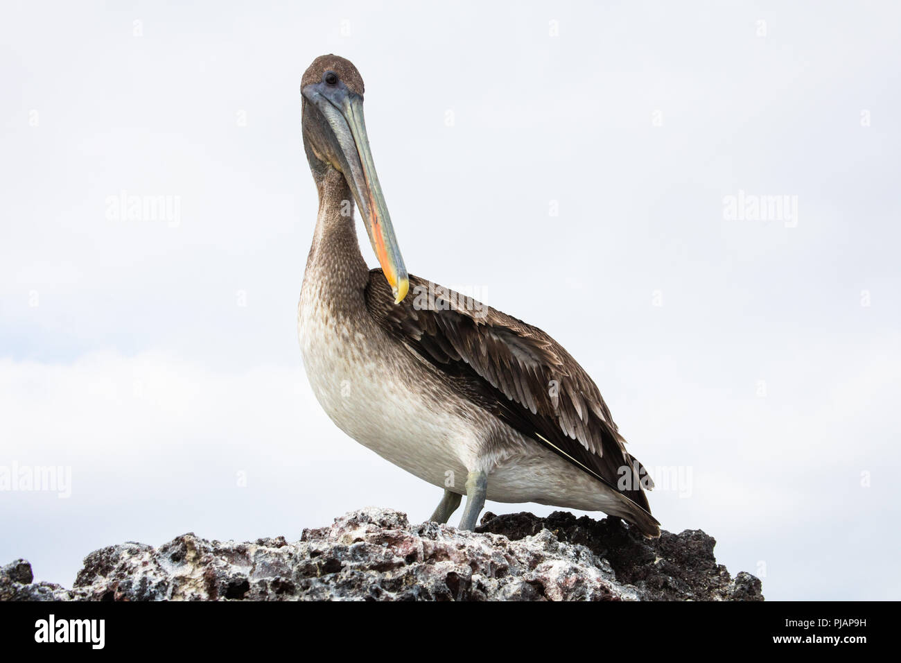 Brown Pelican. Elizabeth Bay. Isla Isabela, Galapagos, Ecuador. Stock Photo