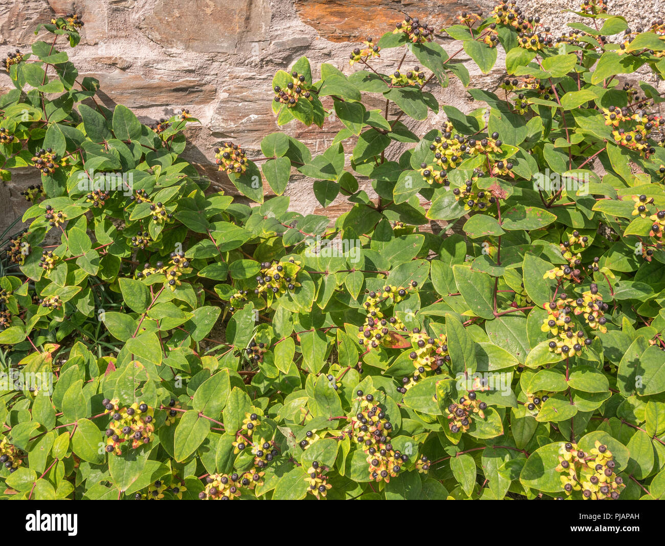 Black berries of Tutsan / Hypericum androsaemum in sunshine. Tutsan was ...