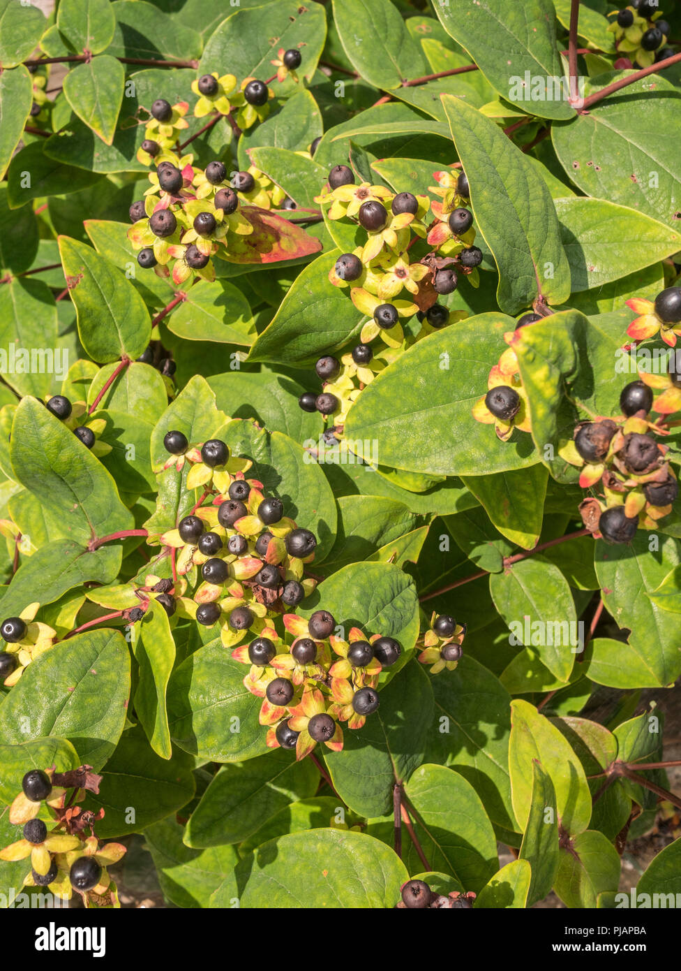 Black berries of Tutsan / Hypericum androsaemum in sunshine. Tutsan was used as a medicinal herbal wound plant, and is related to St. John's Wort. Stock Photo