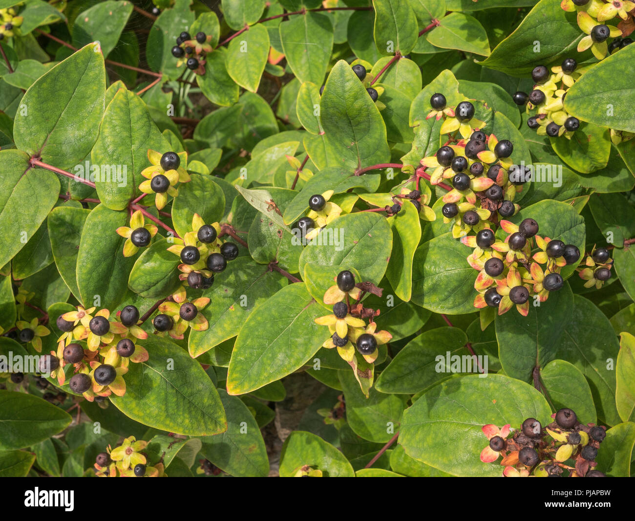Black berries of Tutsan / Hypericum androsaemum in sunshine. Tutsan was used as a medicinal herbal wound plant, and is related to St. John's Wort. Stock Photo