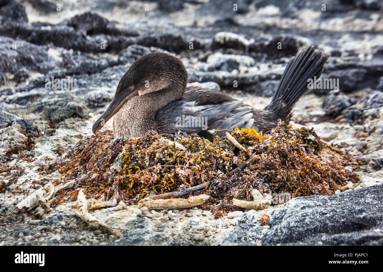 Cormorant nest hires stock photography and images Alamy