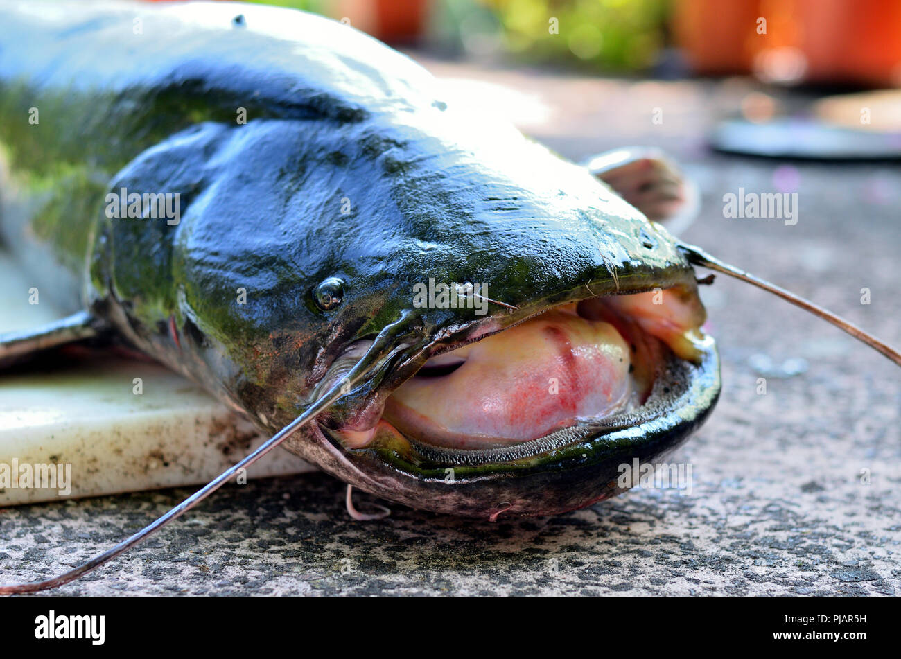 Freshly caught catfish Stock Photo