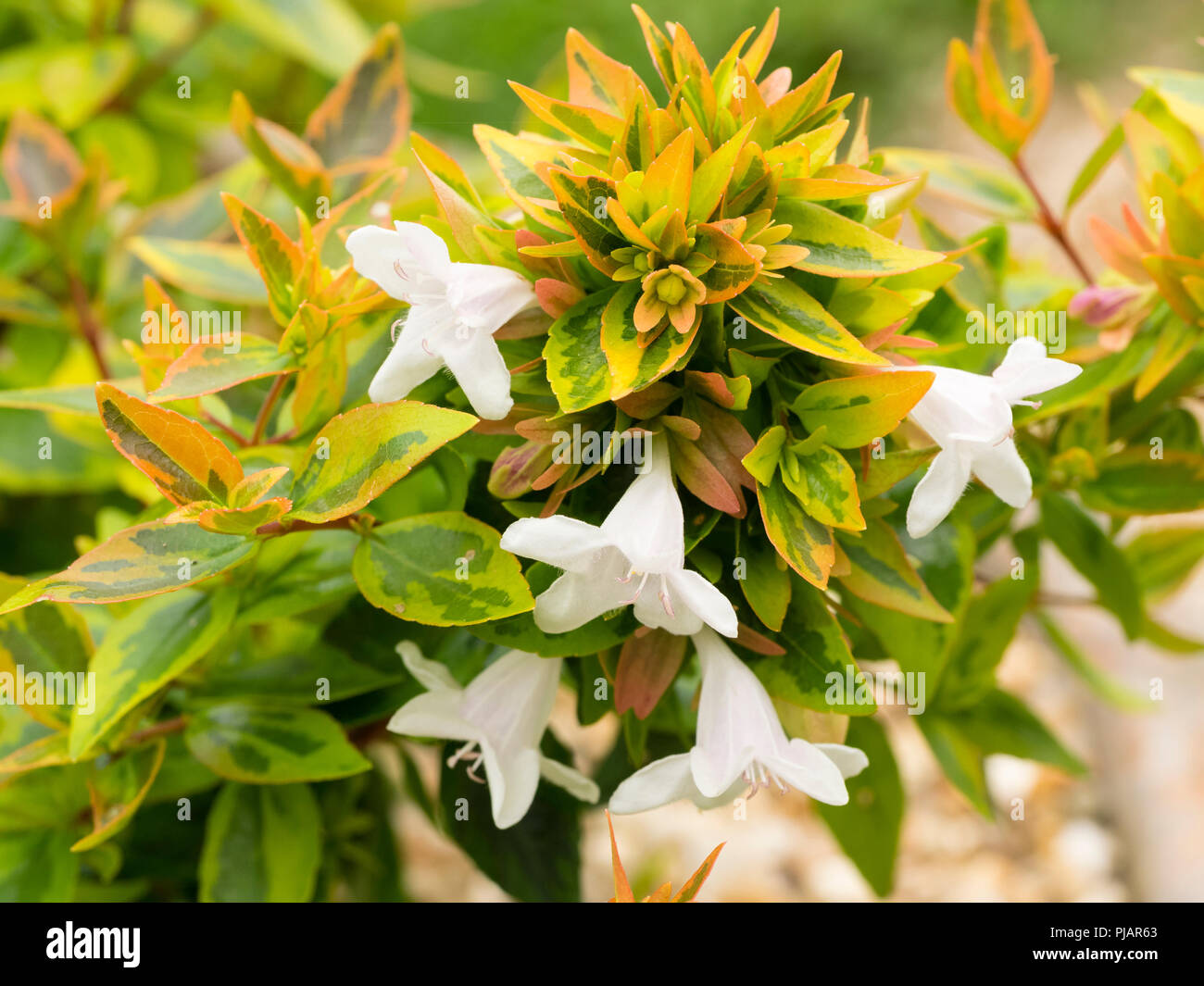 Yellow, gold and green foliage of the hardy evergreen shrub, Abelia x grandiflora 'Kaleidoscope', contrasts with the white flowers Stock Photo