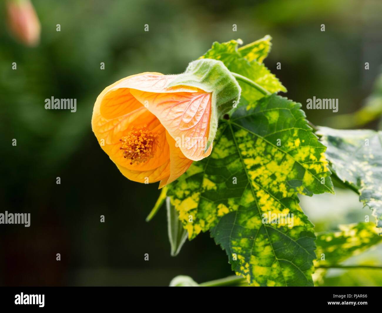 Pale orange flower and yellow spotted variegated leaves of the tender wall shrub, Abutilon pictum 'Thompsonii' Stock Photo