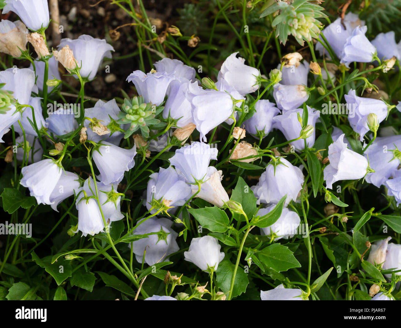 Pale blue double bell shaped flowers of the hardy, low growing alpine, Campanula cochlearifolia 'Elizabeth Oliver' Stock Photo