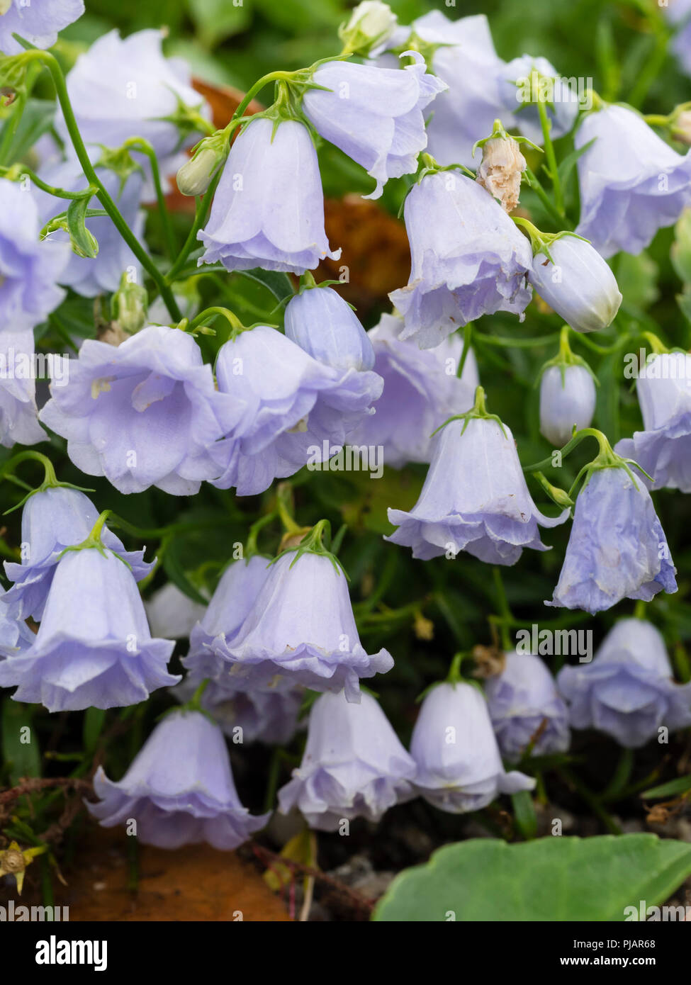Pale blue double bell shaped flowers of the hardy, low growing alpine, Campanula cochlearifolia 'Elizabeth Oliver' Stock Photo