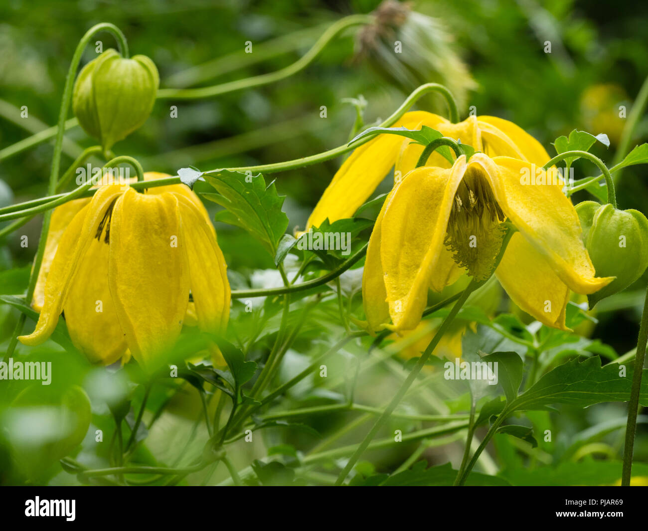 Yellow bell flowers of the hardy climber, Clematis tangutica 'Lambton Park'.  Flowers are larger than the species, Stock Photo