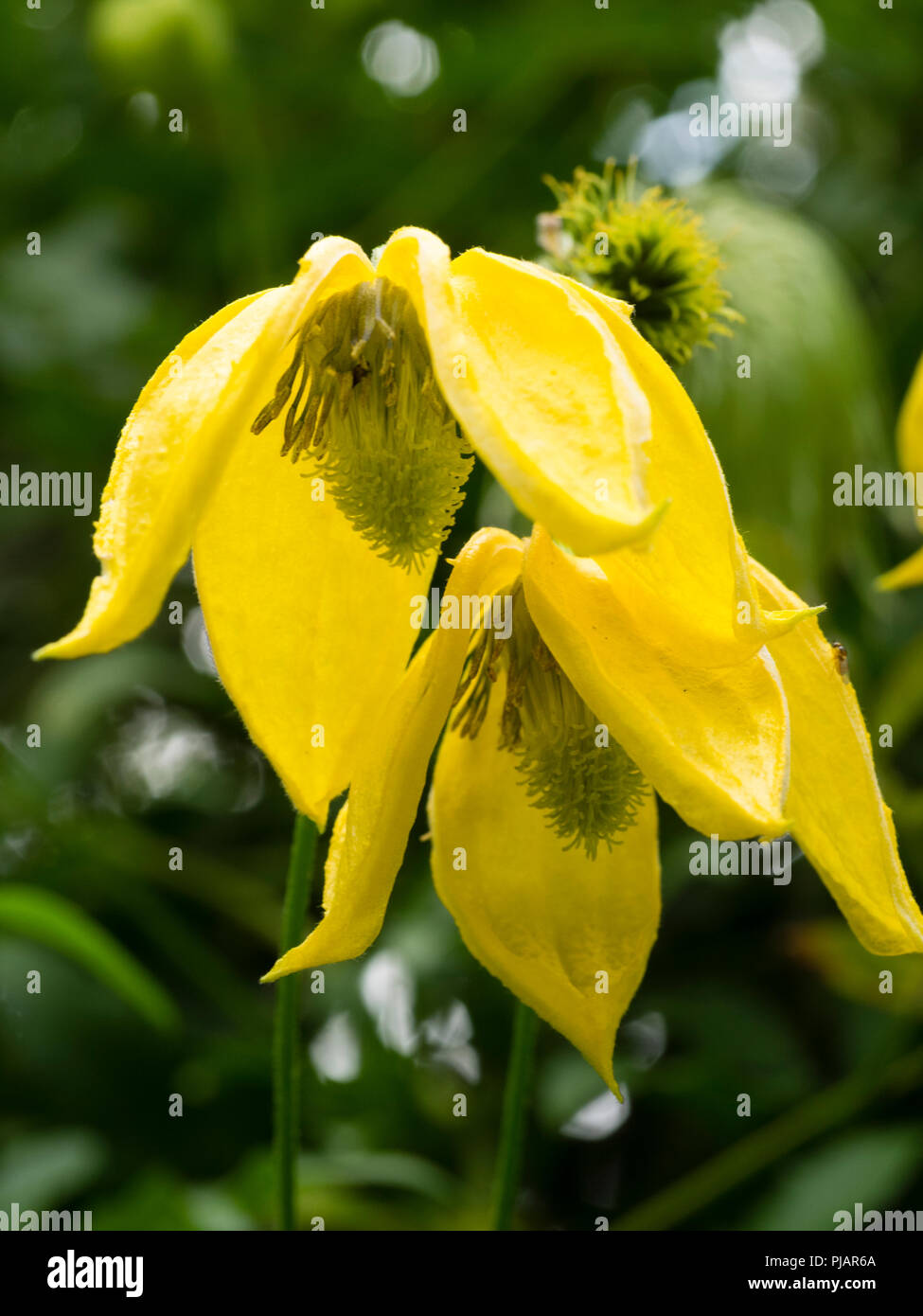 Yellow bell flowers of the hardy climber, Clematis tangutica 'Lambton Park'.  Flowers are larger than the species, Stock Photo