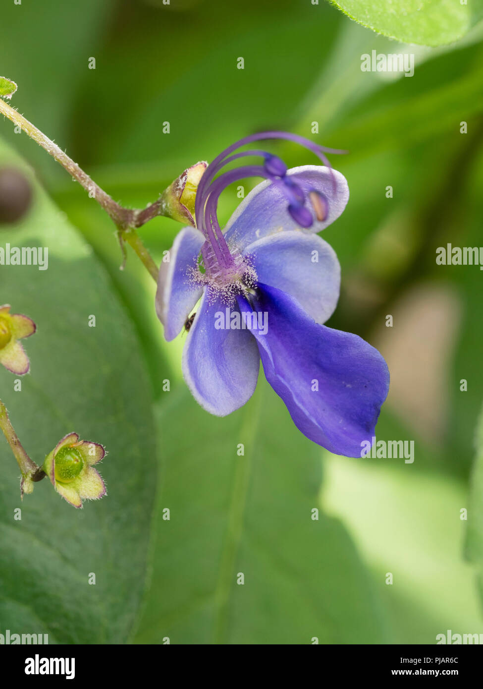 Close up of a single flower of the tender butterfly shrub, Clerodendrum ugandense Stock Photo