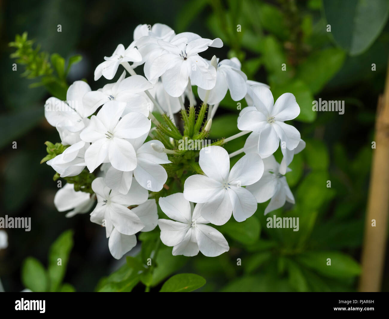 White flowers in a tight cluster of the tender evergreen scrambler, Plumbago capensis f. alba Stock Photo