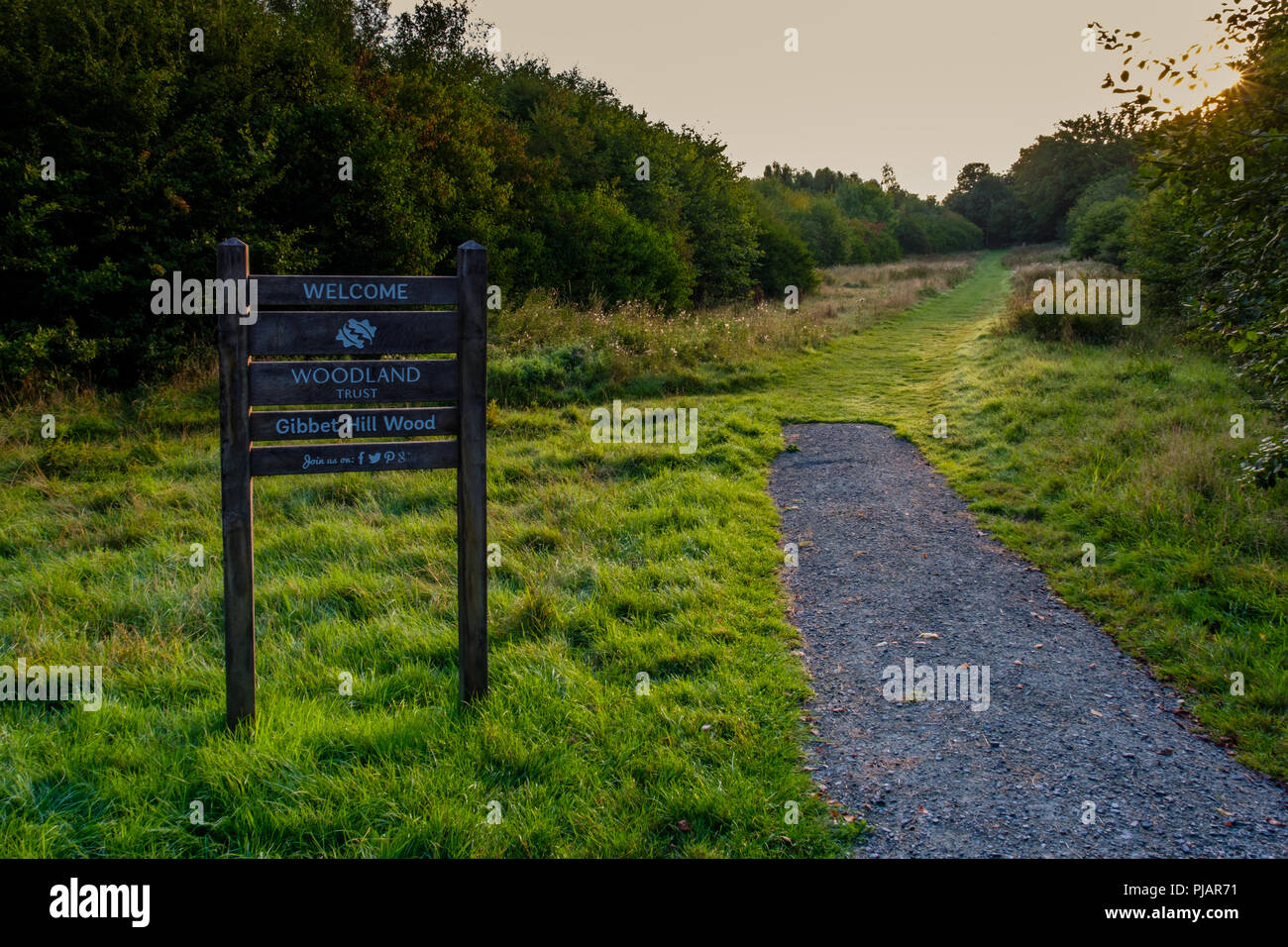 Gibbet Hill Wood at the University of Warwick, Coventry Stock Photo Alamy
