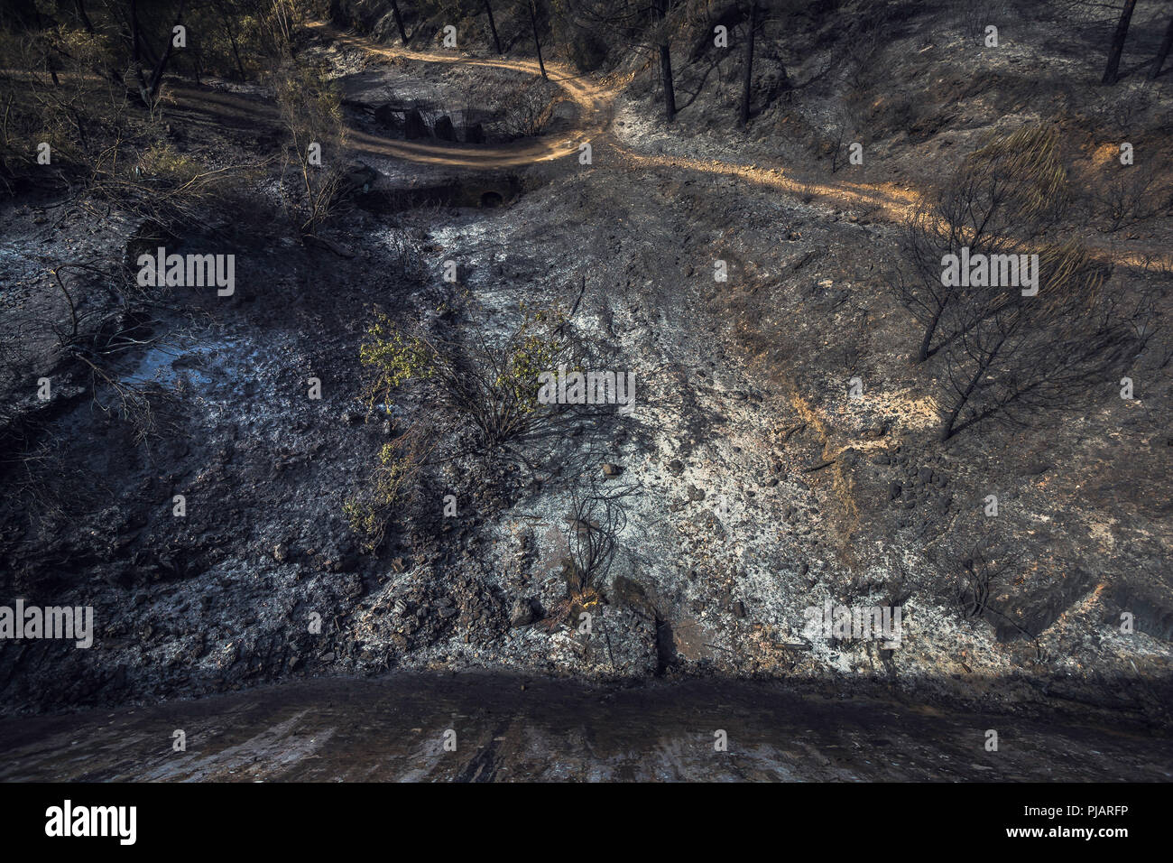 Aerial image of fire in a pine forest, with ashes in the ground and dirt roads Stock Photo