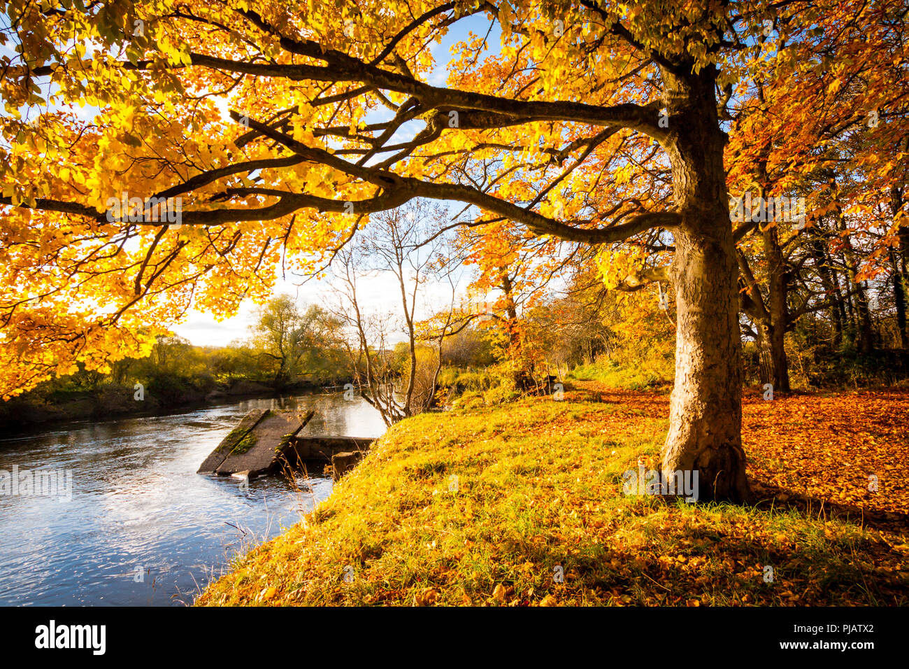 Beautiful, golden autumn scenery with trees and golden leaves in the sunshine in Scotland Stock Photo