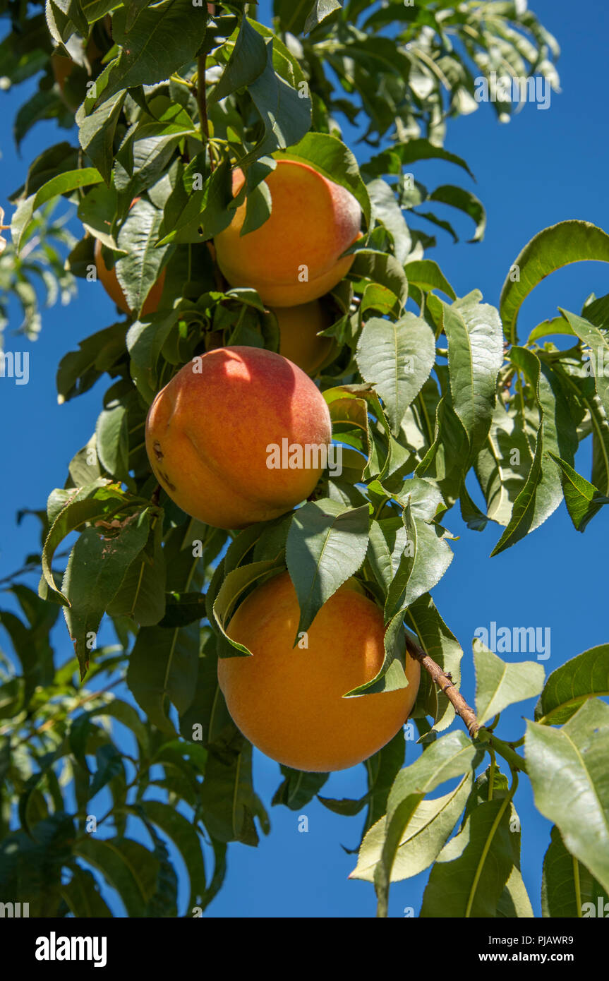 Peach orchrd, central California Stock Photo