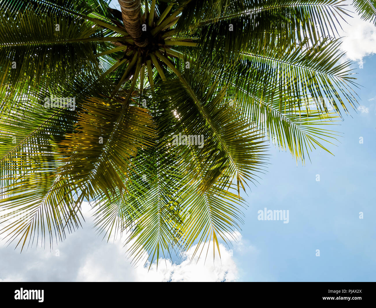 coconut tree under blue sky in summer Stock Photo