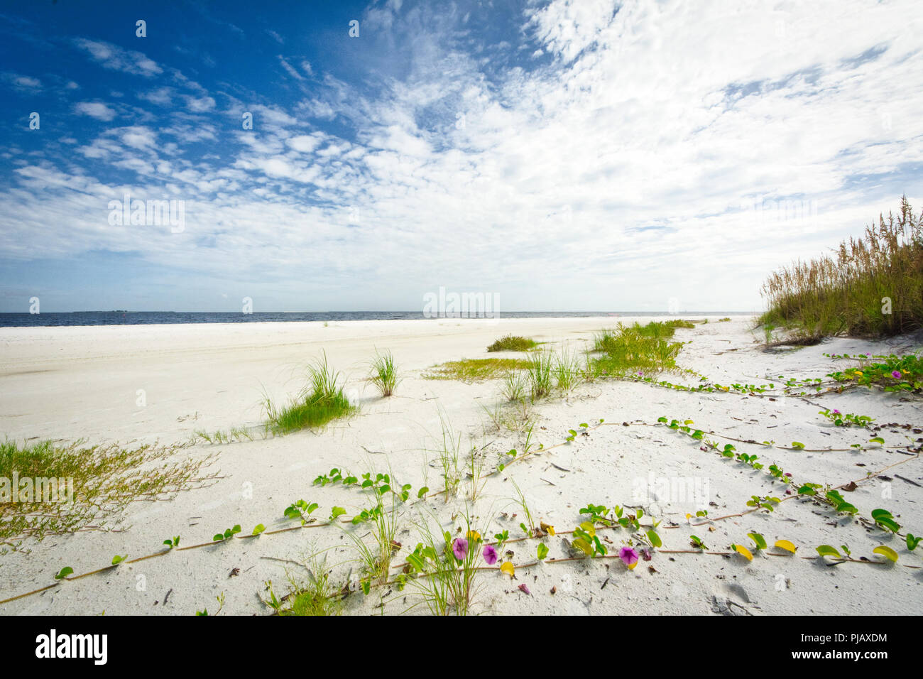 The wide, sandy beach at Bean Point, the northern tip of Anna Maria Island, Florida, are dotted with purple and yellow railroad vines. Stock Photo