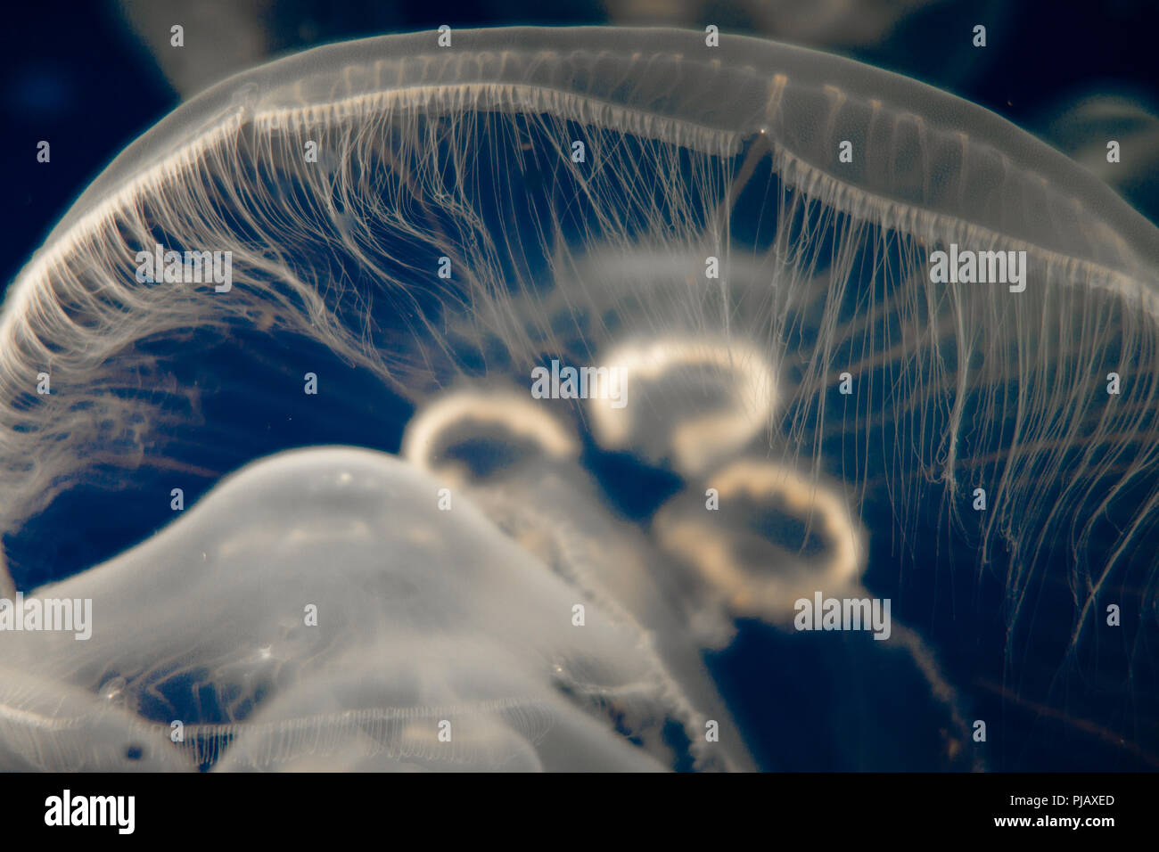 Moon Jellyfish (Aurelia Aurita) floating on dark blue background Stock Photo