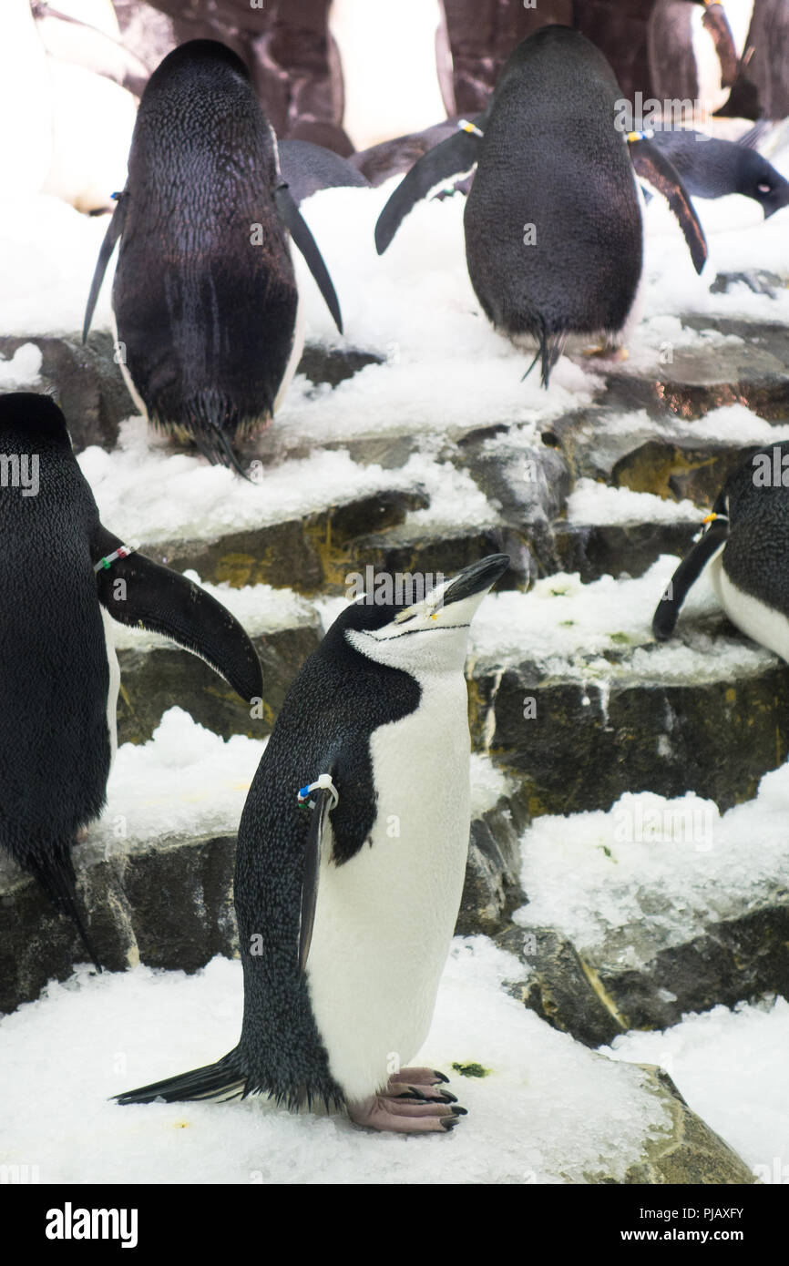 Emperor penguin antarctica feathers hi-res stock photography and images