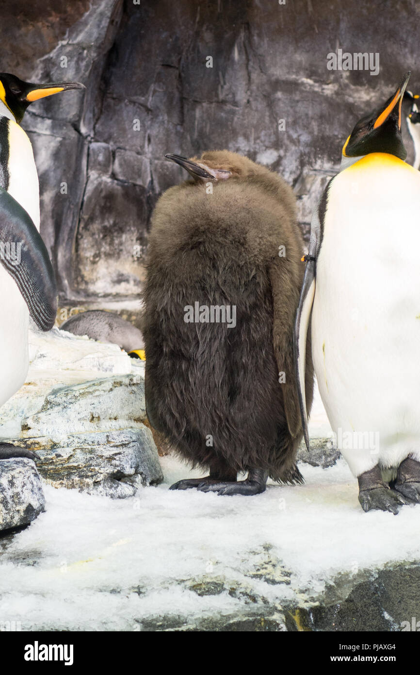 Emperor penguin antarctica feathers hi-res stock photography and images
