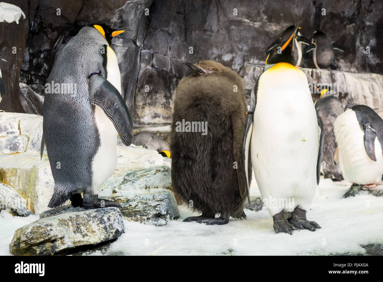 Colonies of penguins displayed at the the Empire of the Penguin exhibit
