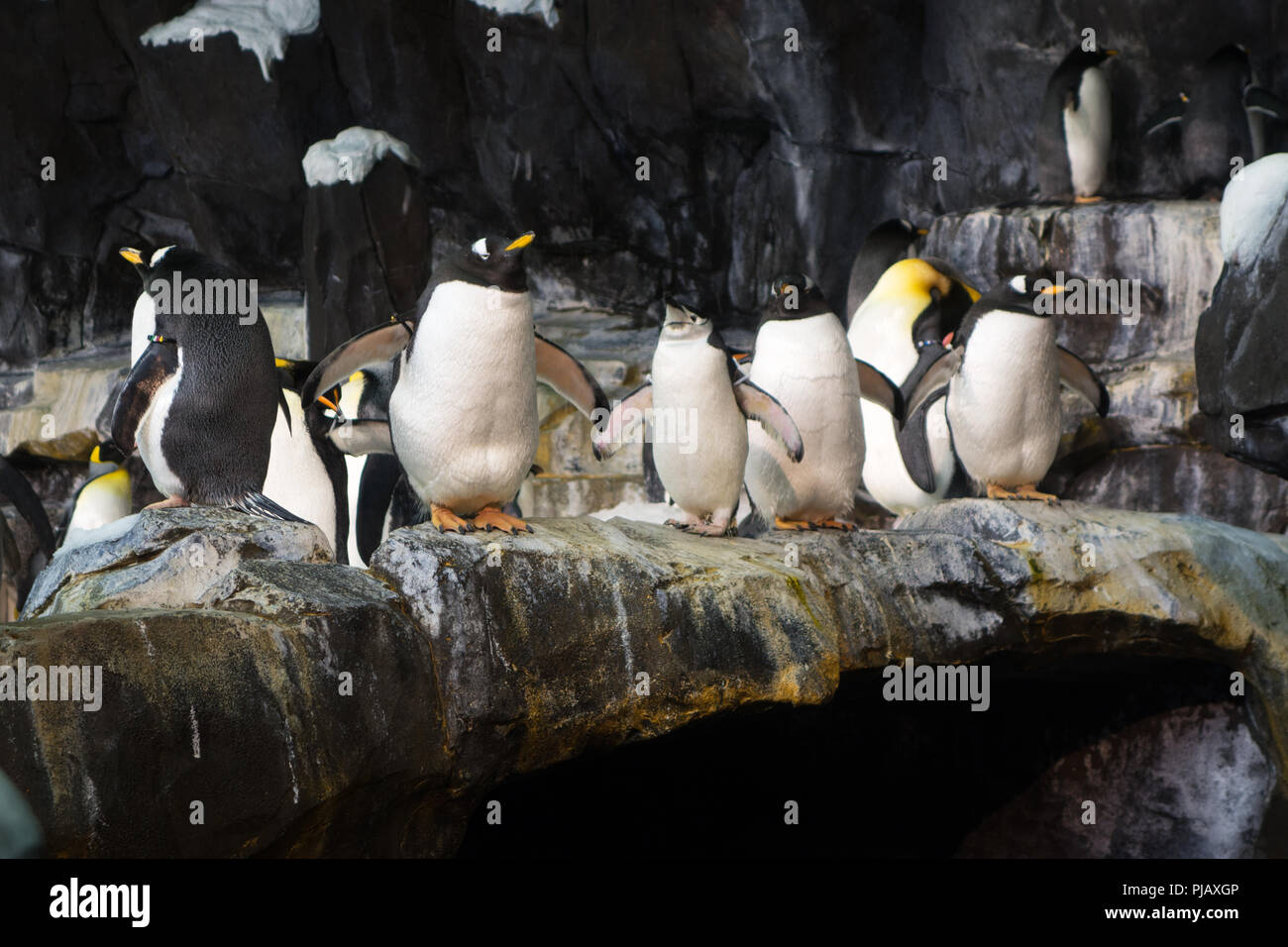 Colonies of penguins displayed at the the Empire of the Penguin exhibit