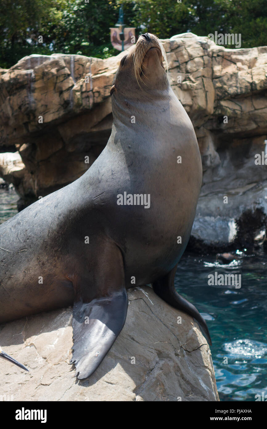 Sea Lions at Seaworld, Orlando, Florida, USA Stock Photo