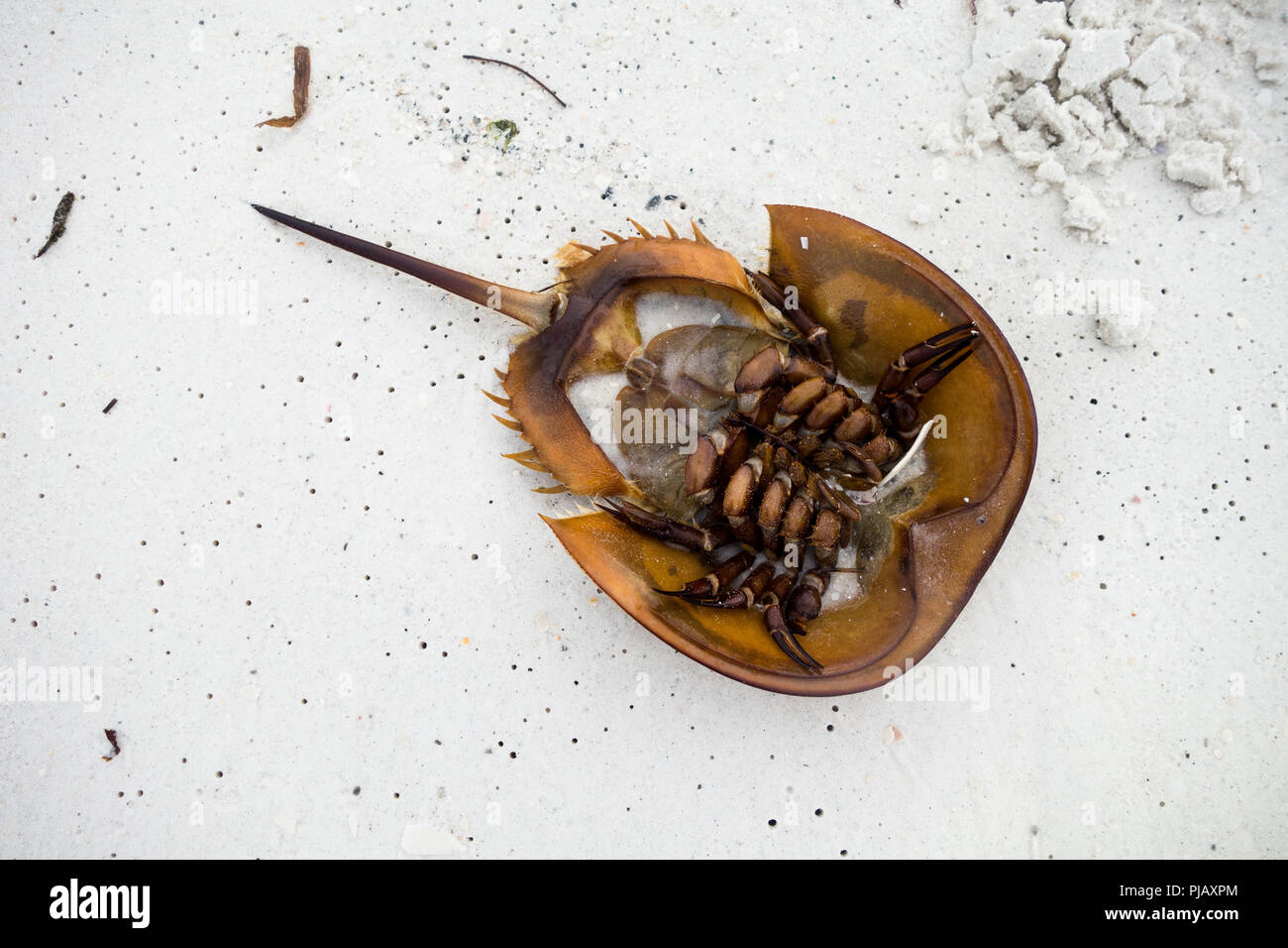 Xiphosura hi-res stock photography and images - Page 2 - Alamy