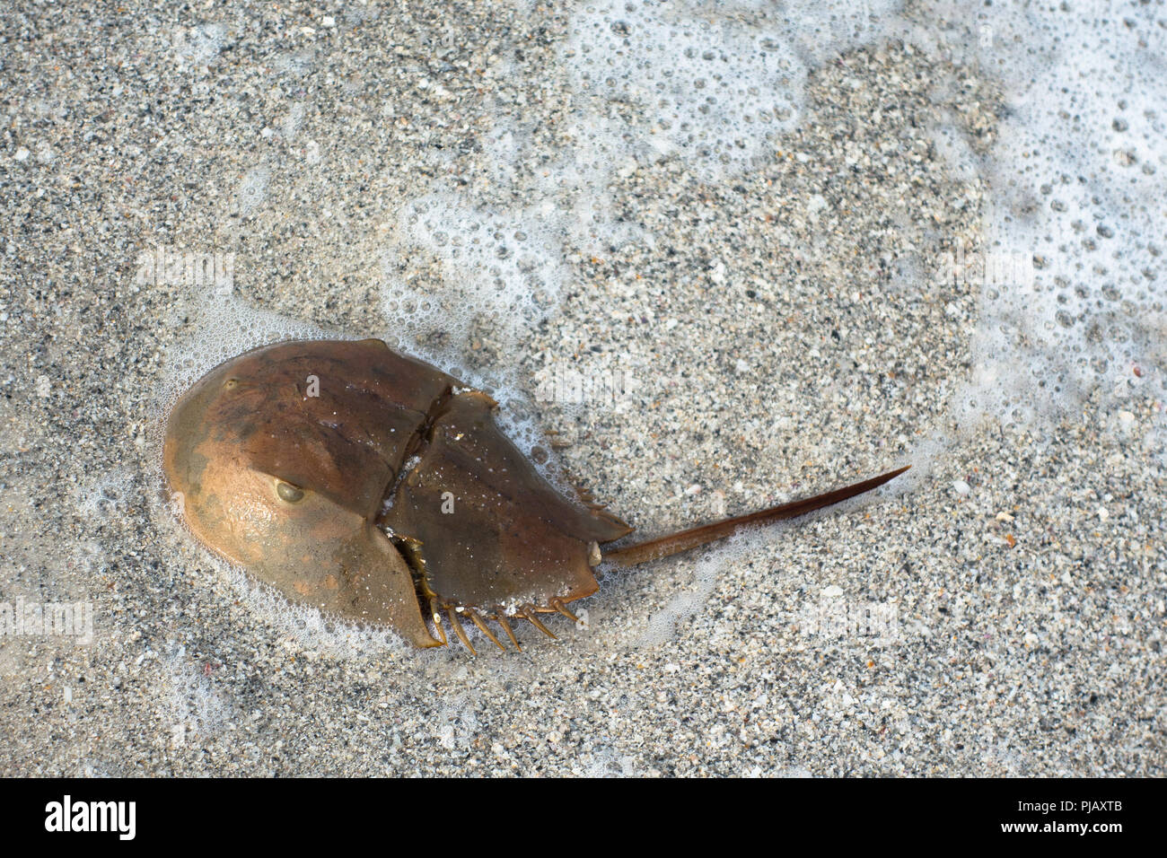 Horseshoe crab fossil hires stock photography and images Alamy