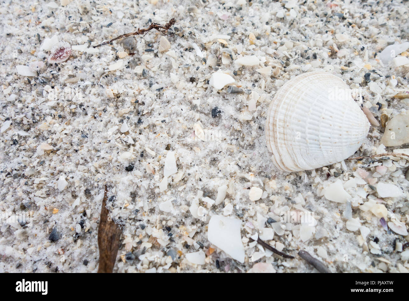 Close up of sea shells on a white sandy beach Stock Photo