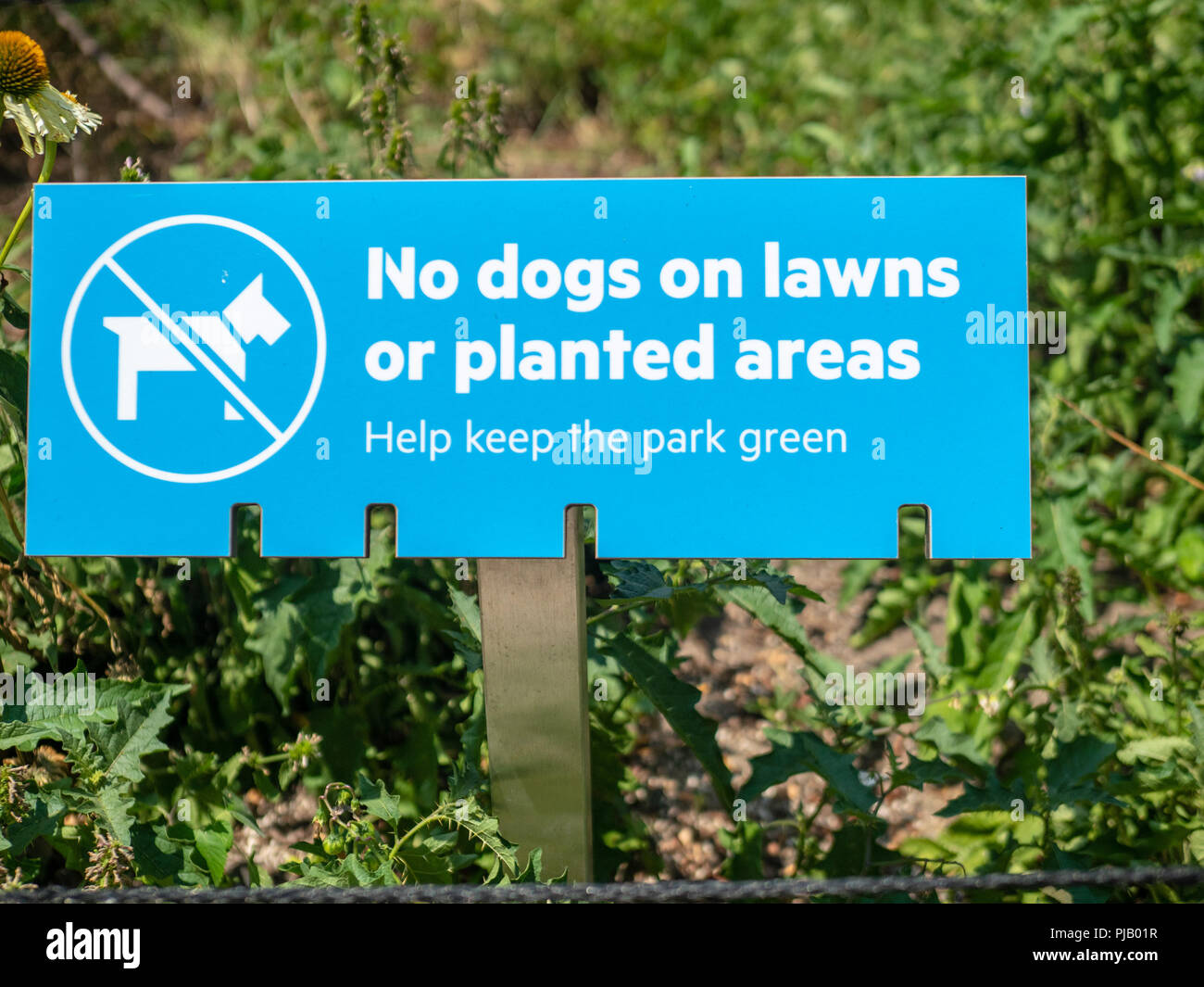 A no dogs on lawns or planted areas, help keep the park green sign