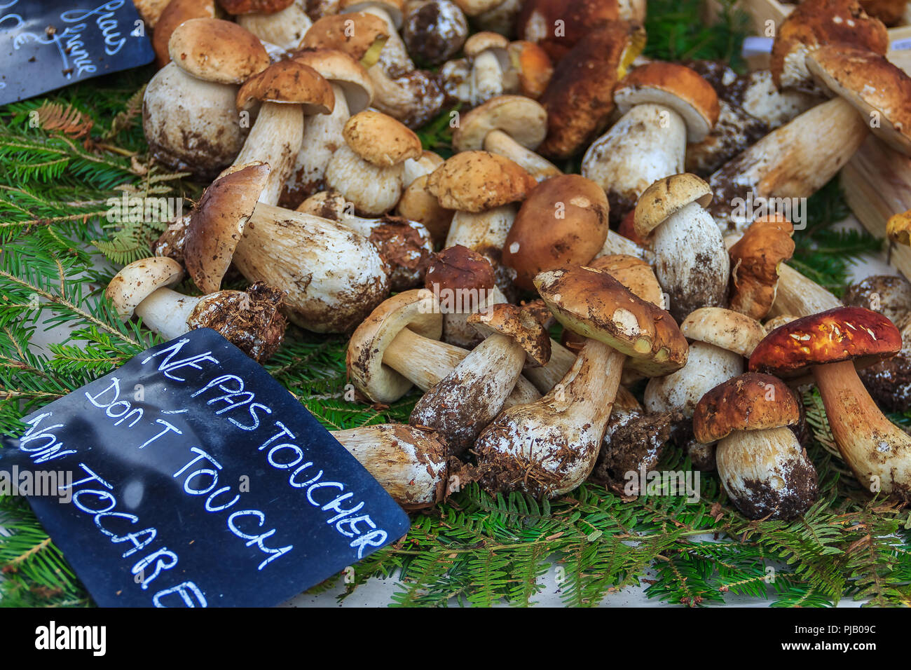 Wild porcini on fern fronds on display at the farmers market in Nice France with a warning sing that says 'Do not touch' Stock Photo