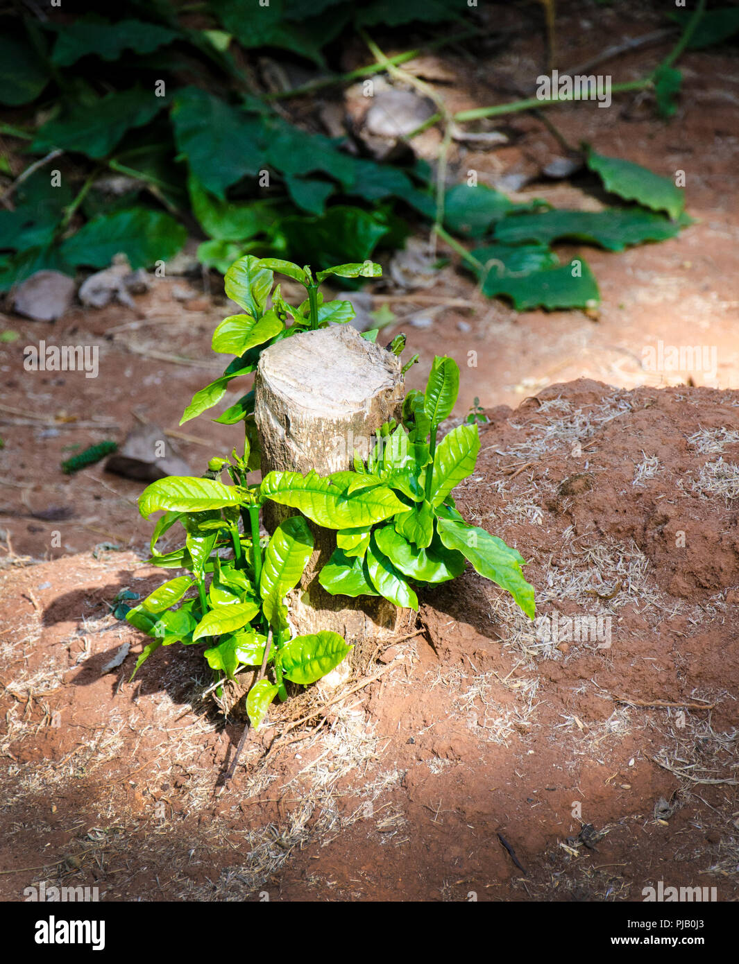 Young beginning hi res stock photography and images Alamy Young beginning hi res stock photography and images Alamy