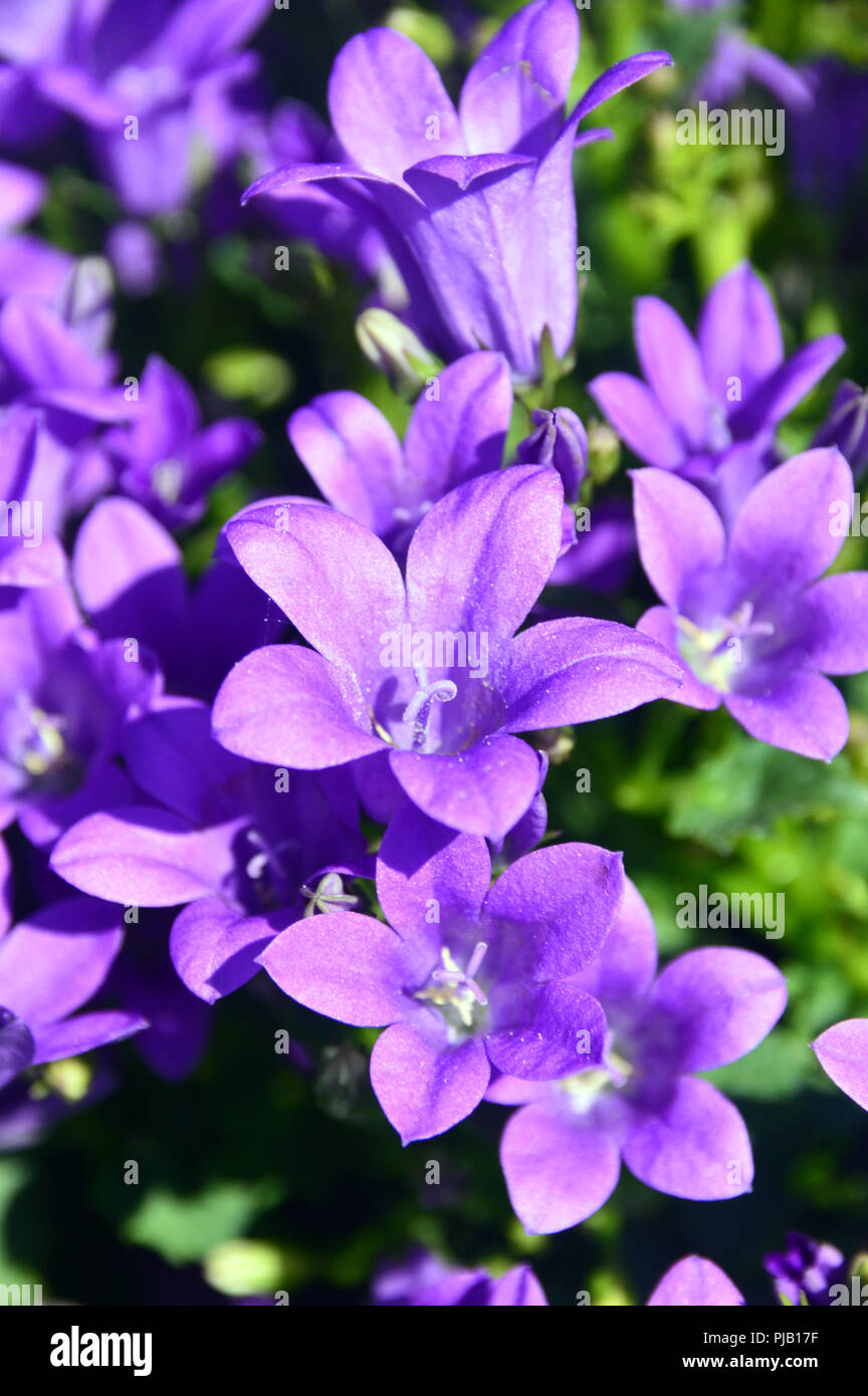 Campanula 'Ambella Intense Purple' grown at RHS Garden Harlow Carr