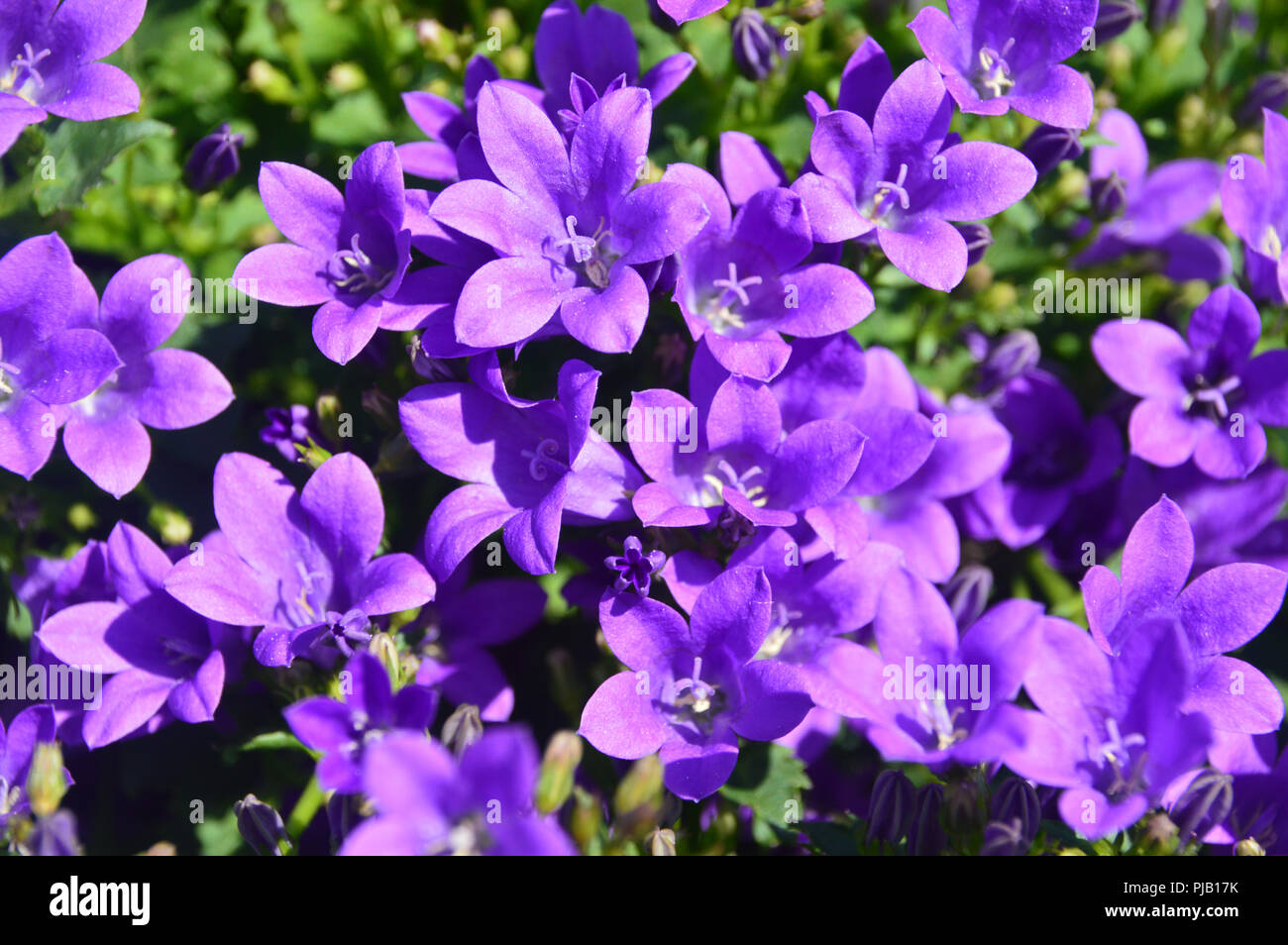 Campanula 'Ambella Intense Purple' grown at RHS Garden Harlow Carr