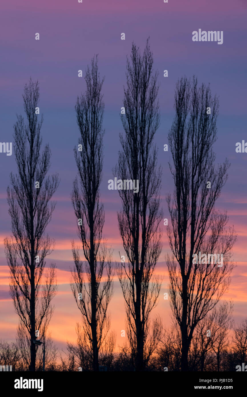 Tall trees sunset hi-res stock photography and images - Alamy