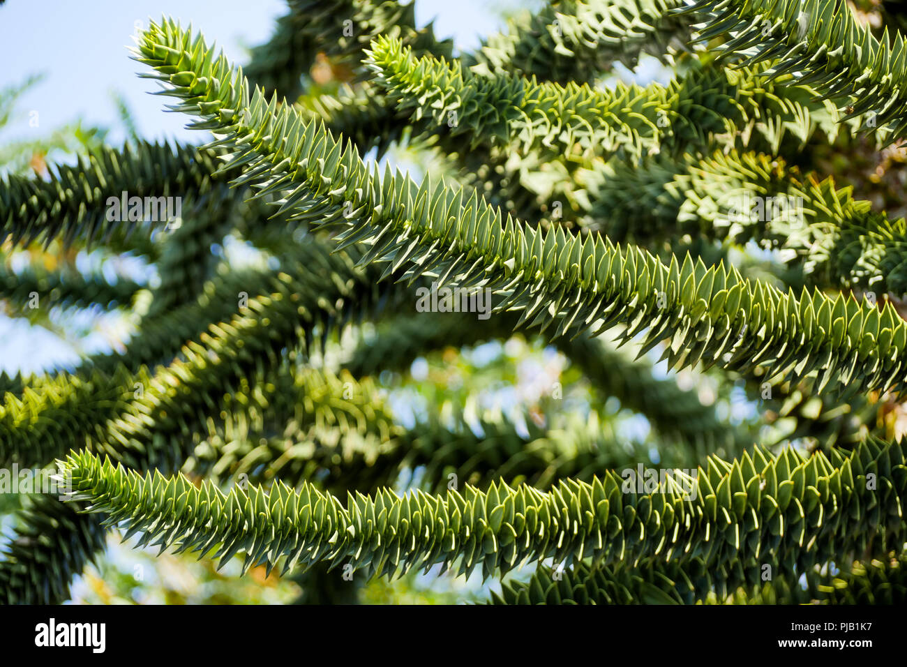 Araucaria tree, Birds Park, Villars Les Dombes, France Stock Photo