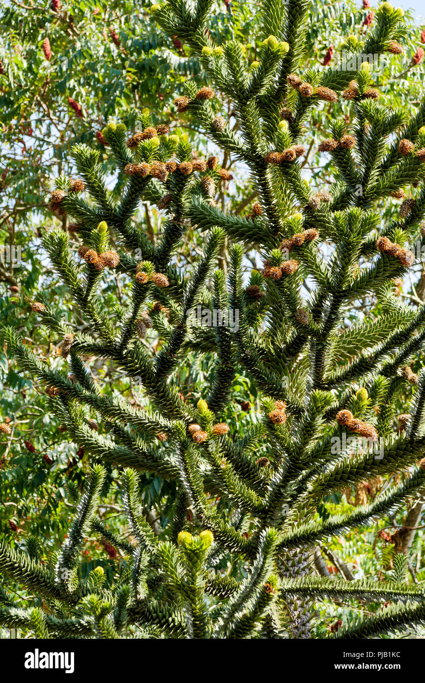 Araucaria tree, Birds Park, Villars Les Dombes, France Stock Photo