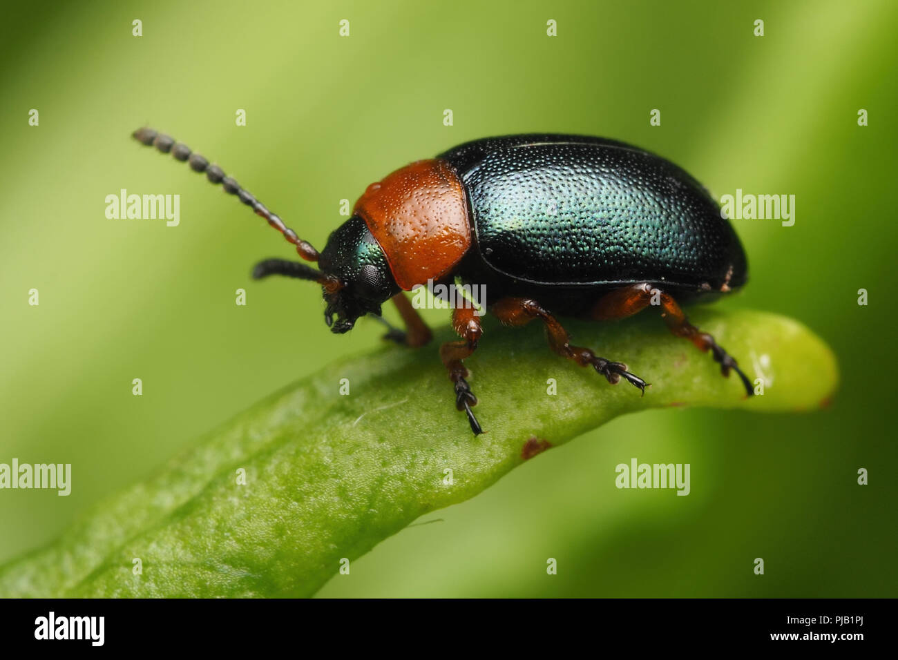 Gastrophysa polygoni leaf beetle sitting on dock leaf. Tipperary, Ireland Stock Photo