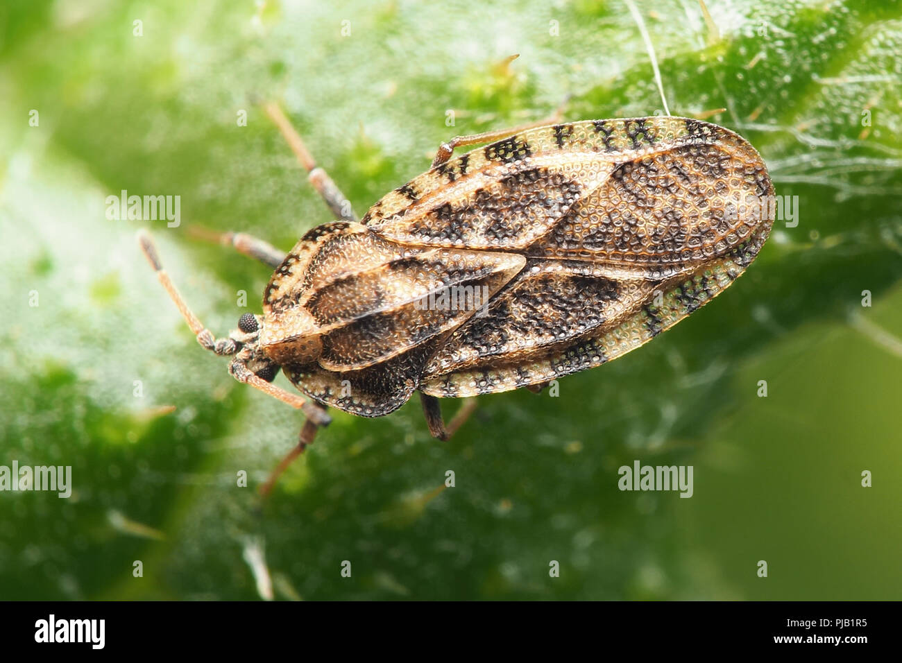 Lace bug (Tingis cardui) on creeping thistle. Tipperary, Ireland Stock Photo
