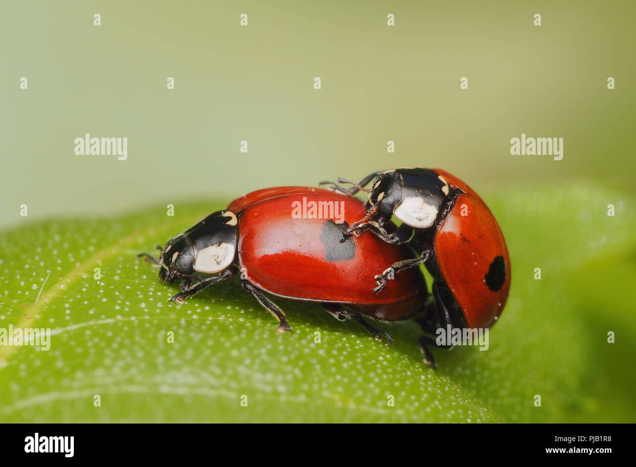 Mating 2-spot Ladybirds (Adalia bipunctata) on birch tree. Tipperary, Ireland Stock Photo