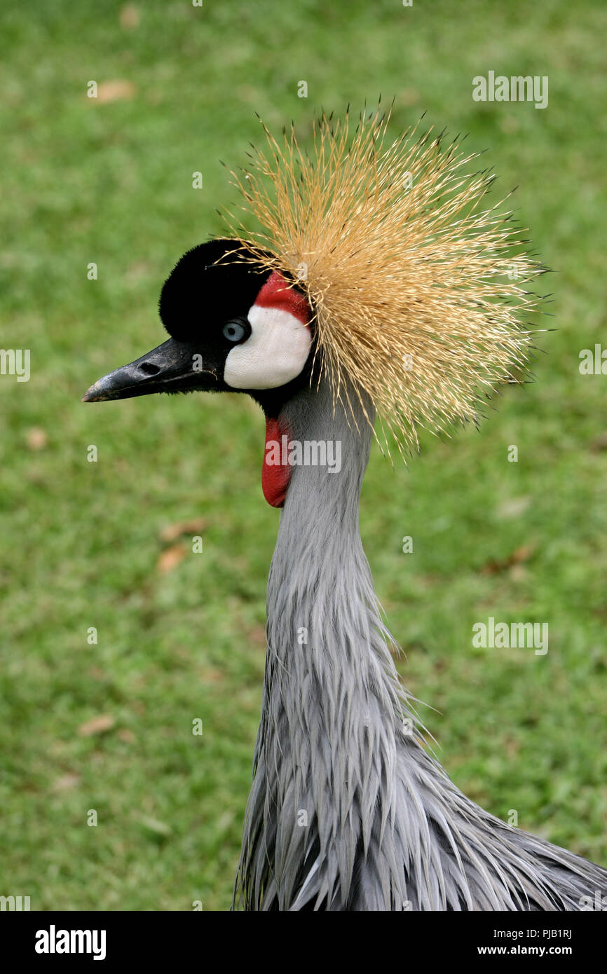 Grey Crowned (Crested) Crane, Uganda Stock Photo