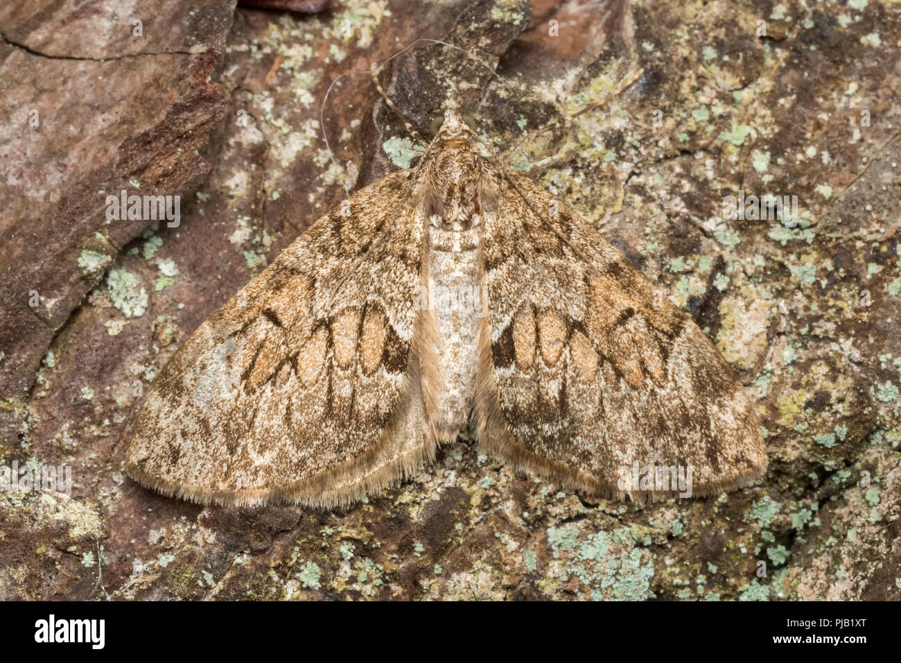 Spruce Carpet moth (Thera britannica) at rest on trunk of tree. Tipperary, Ireland Stock Photo