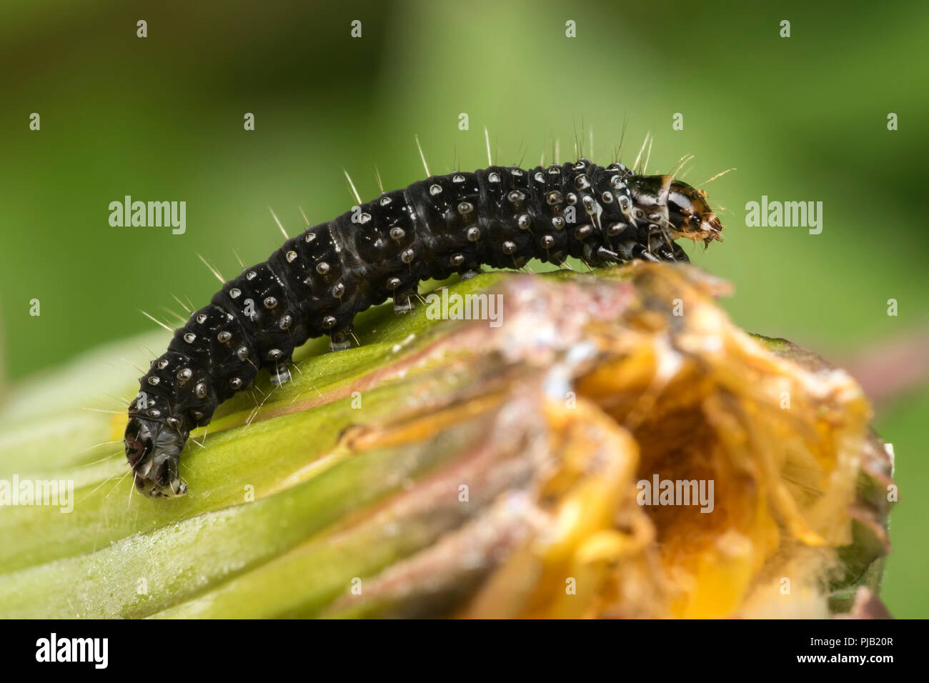 Timothy Tortrix moth caterpillar (Aphelia paleana) on dandelion. Tipperary, Ireland Stock Photo