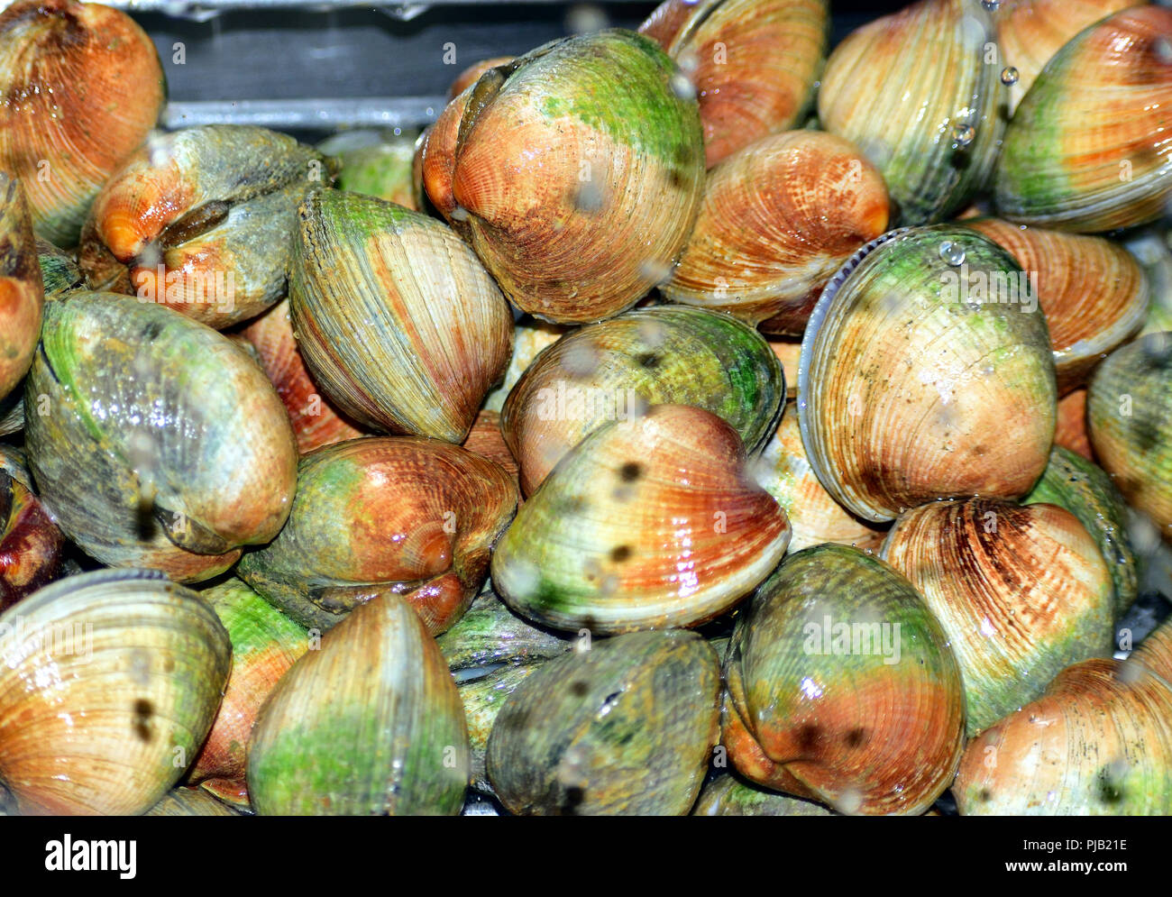 Fresh New Zealand clams (Tuangi in Maori) or Austrovenus stutchburyi