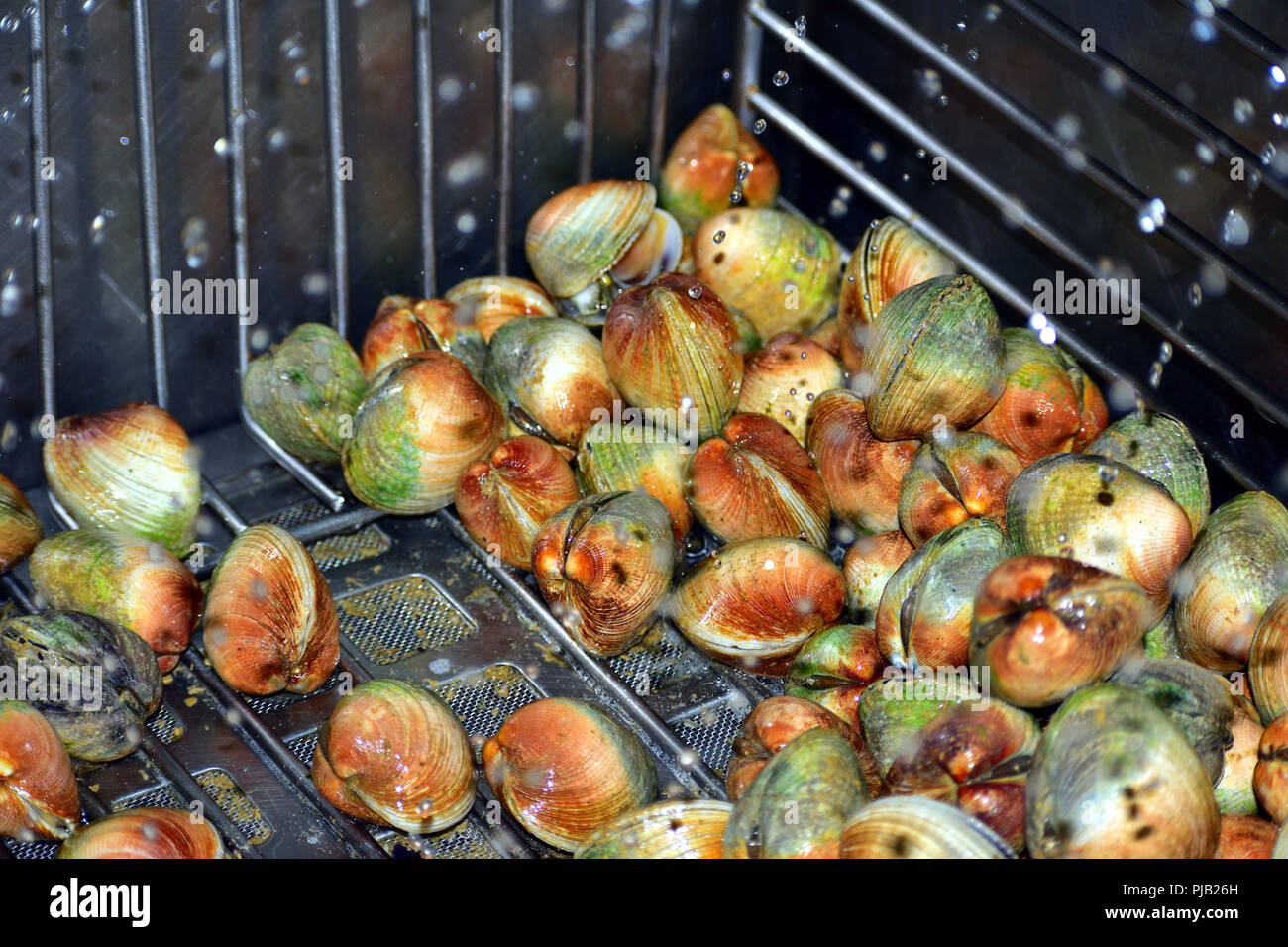 Fresh New Zealand clams (Tuangi in Maori) or Austrovenus stutchburyi
