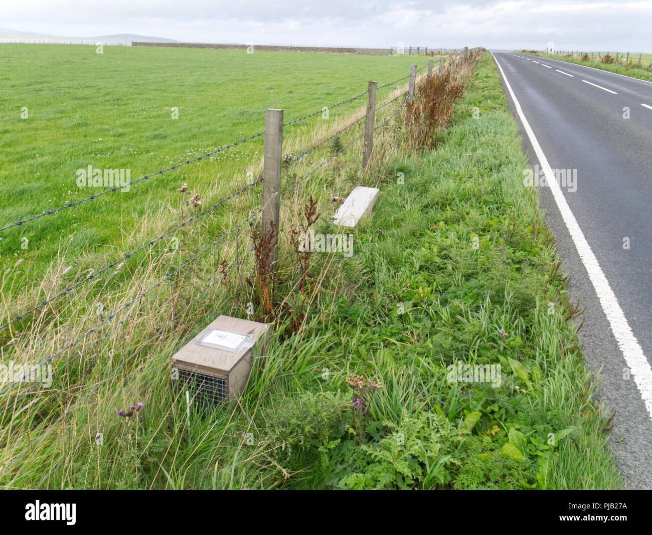 Stoat eradication project, Orkney Stock Photo